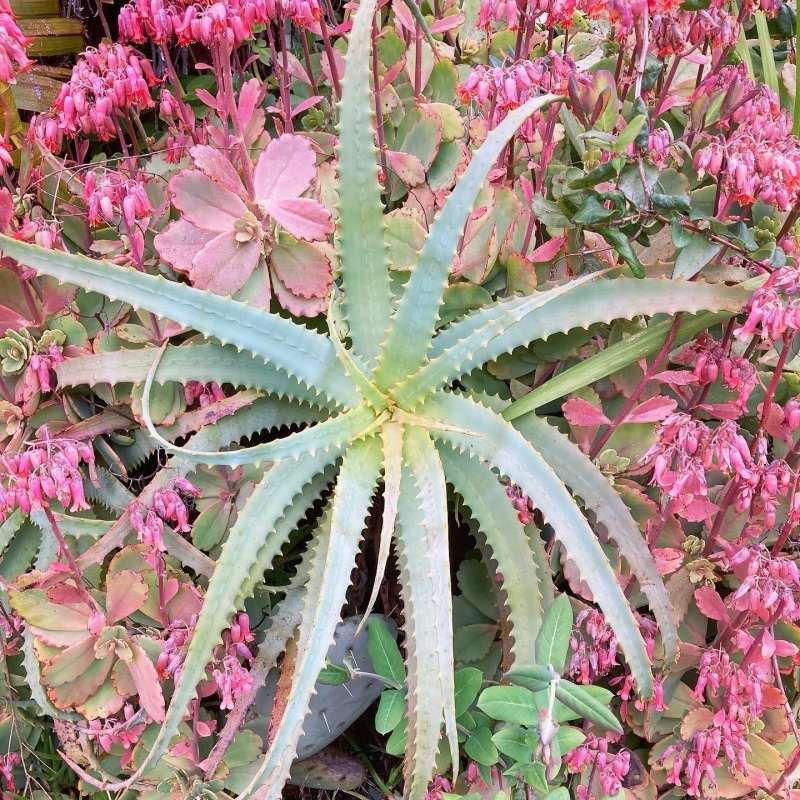 Aloe arborescens