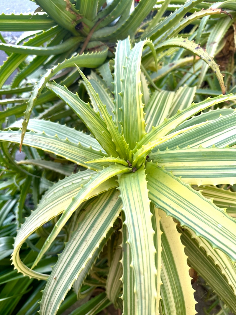 Aloe arborescens 'Variegata'