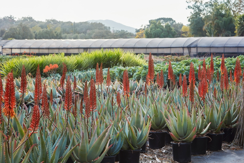 Aloe arborescens x ferox 'Tangerine'