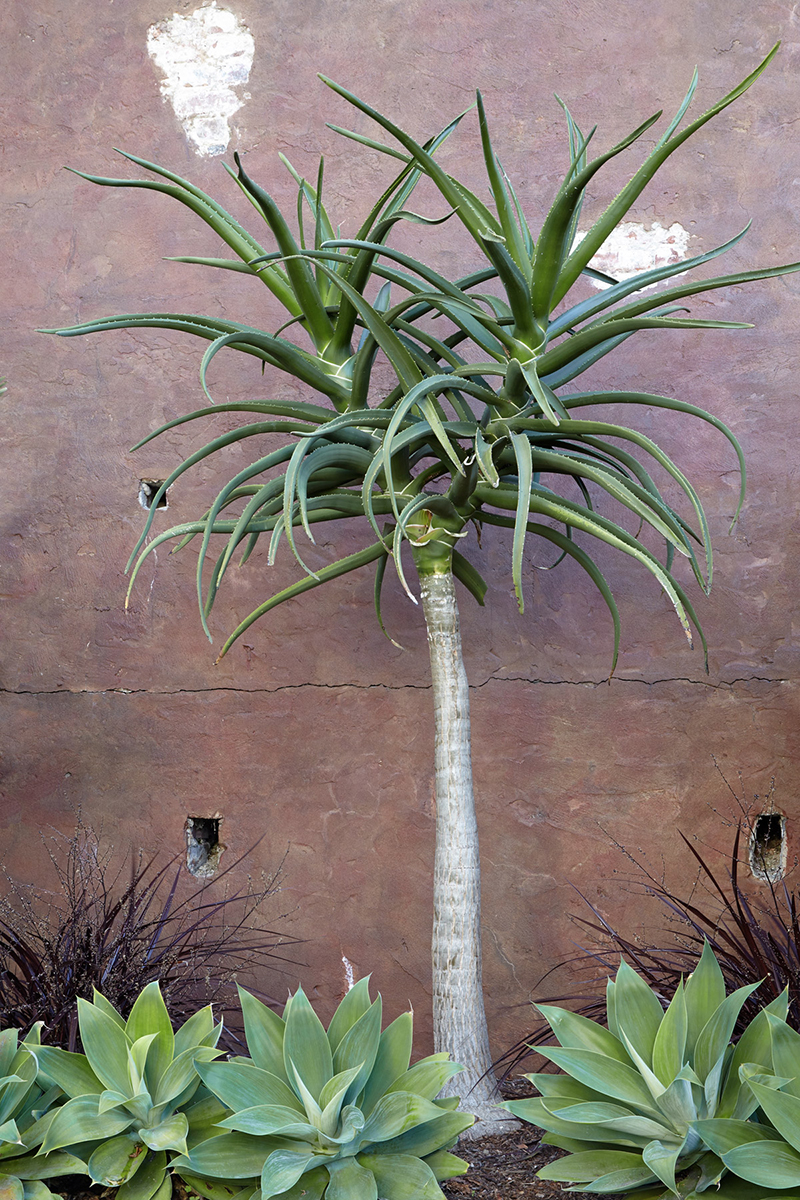 Aloe barberae