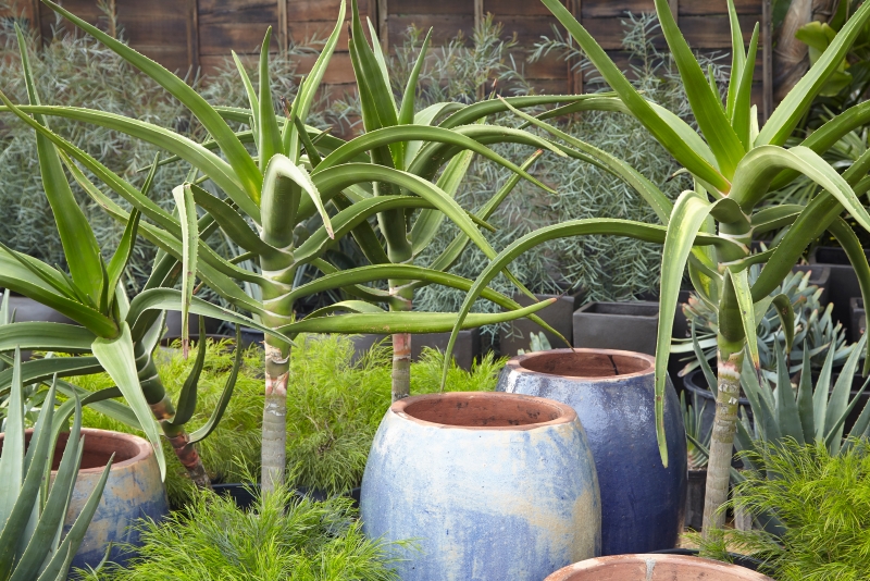 Aloe barberae