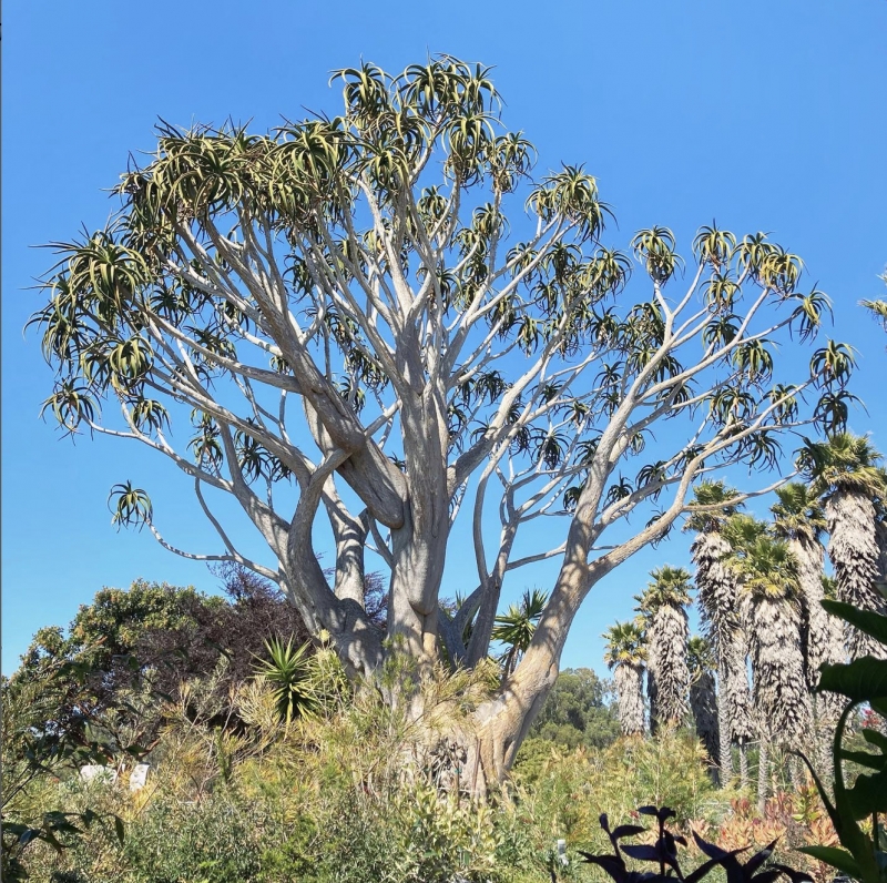 Aloe barberae