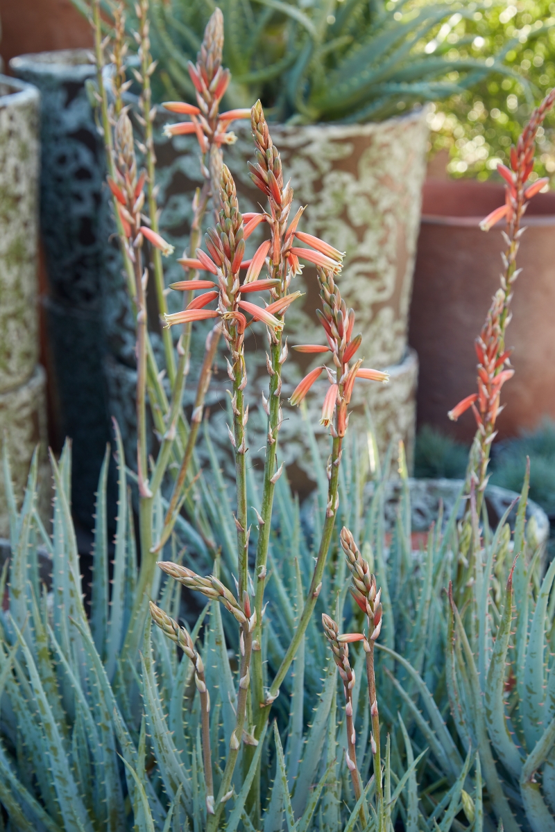 Aloe 'Blue Elf'