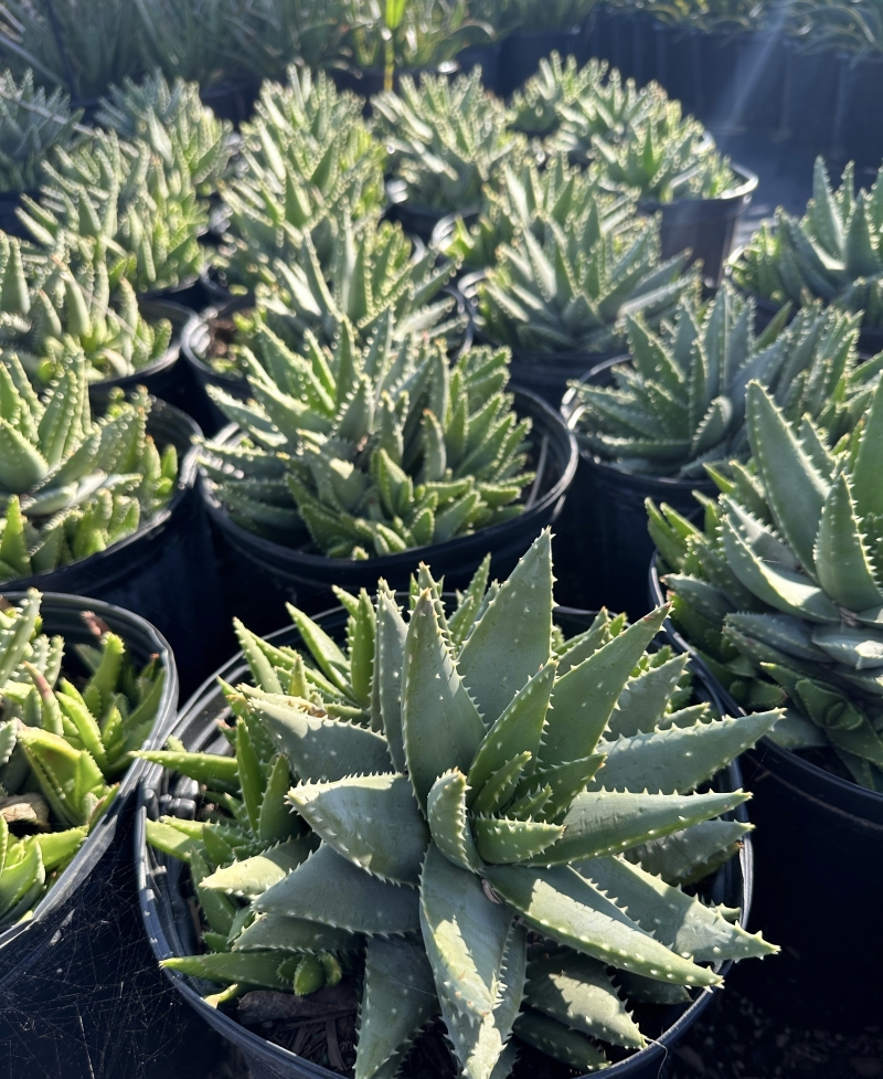 Aloe brevifolia