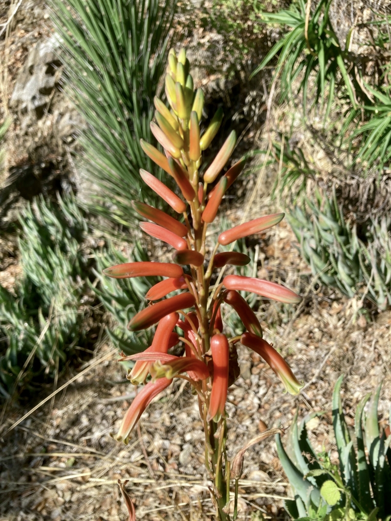 Aloe 'California'