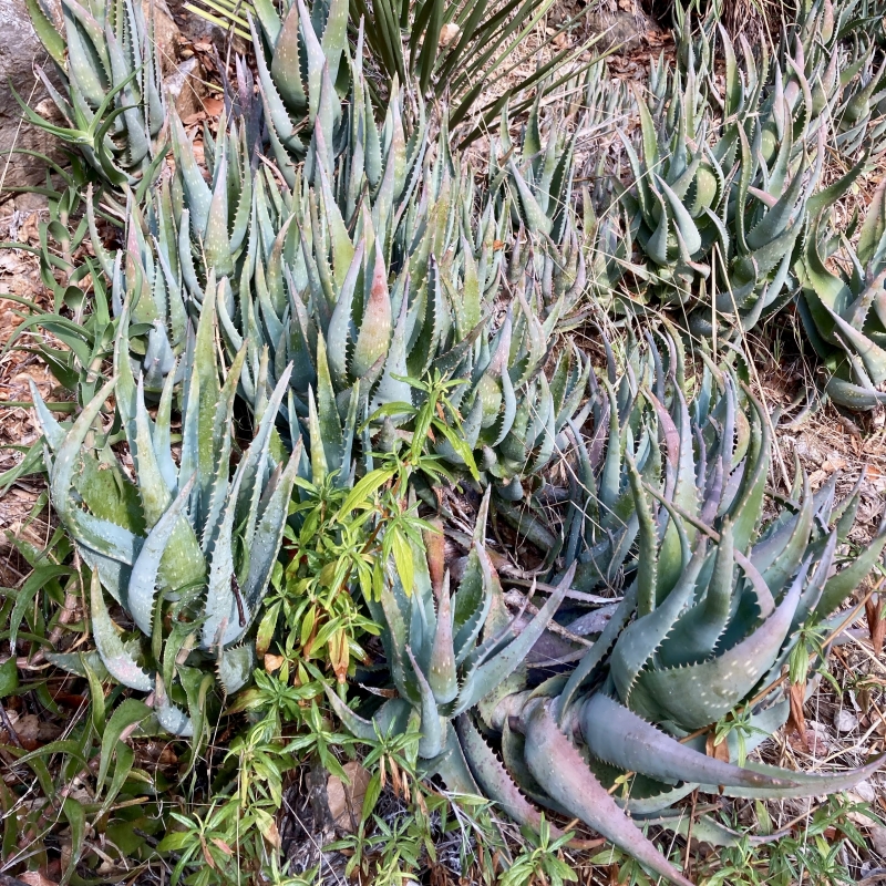 Aloe 'California'