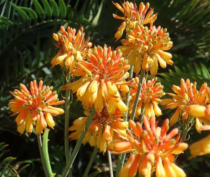 Aloe camperi