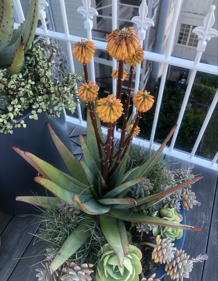 Aloe capitata