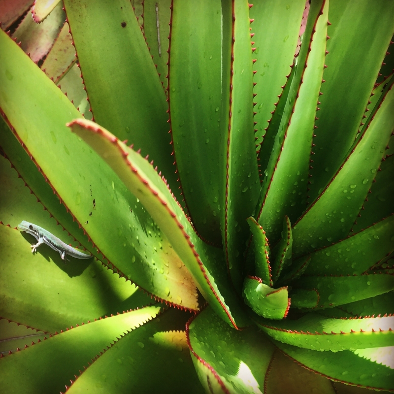 Aloe capitata