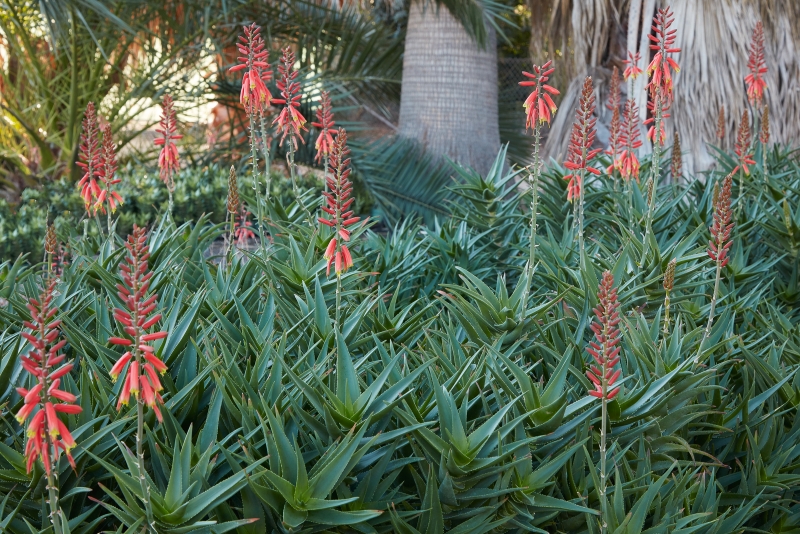 Aloe ciliaris 'Firewall'