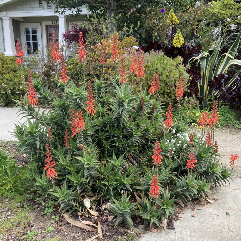 Aloe ciliaris 'Firewall'
