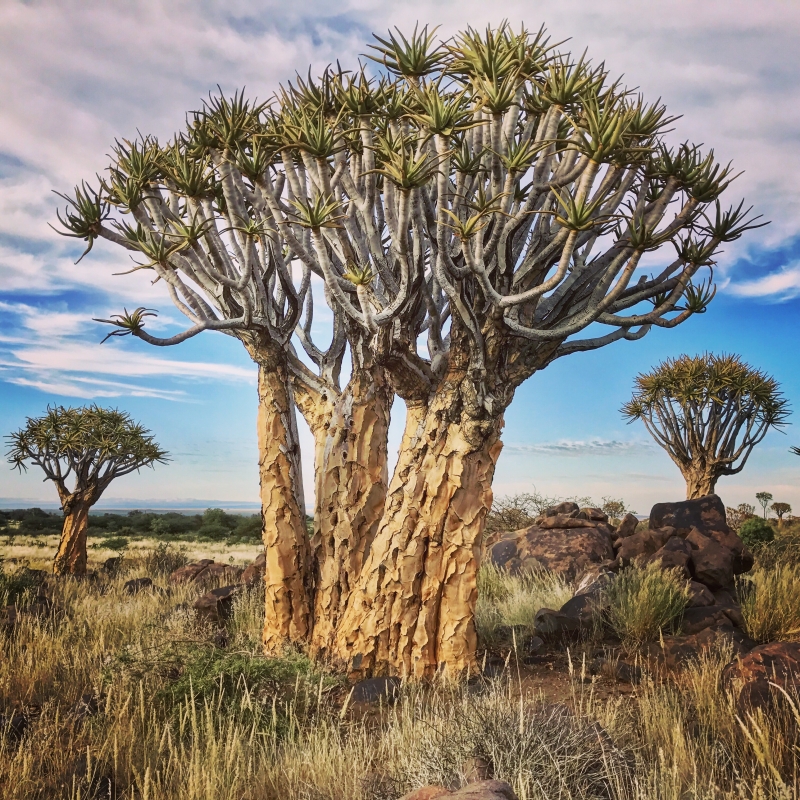 Aloe dichotoma