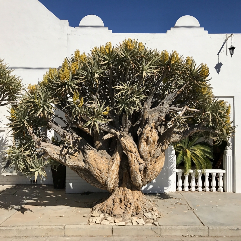 Aloe dichotoma