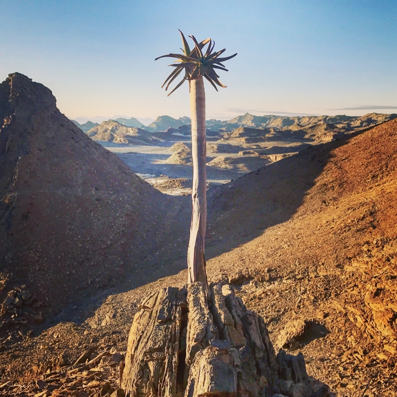 Aloe dichotoma