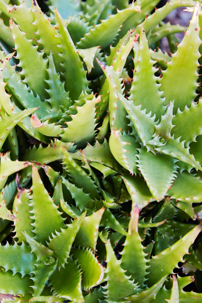 Aloe dorotheae