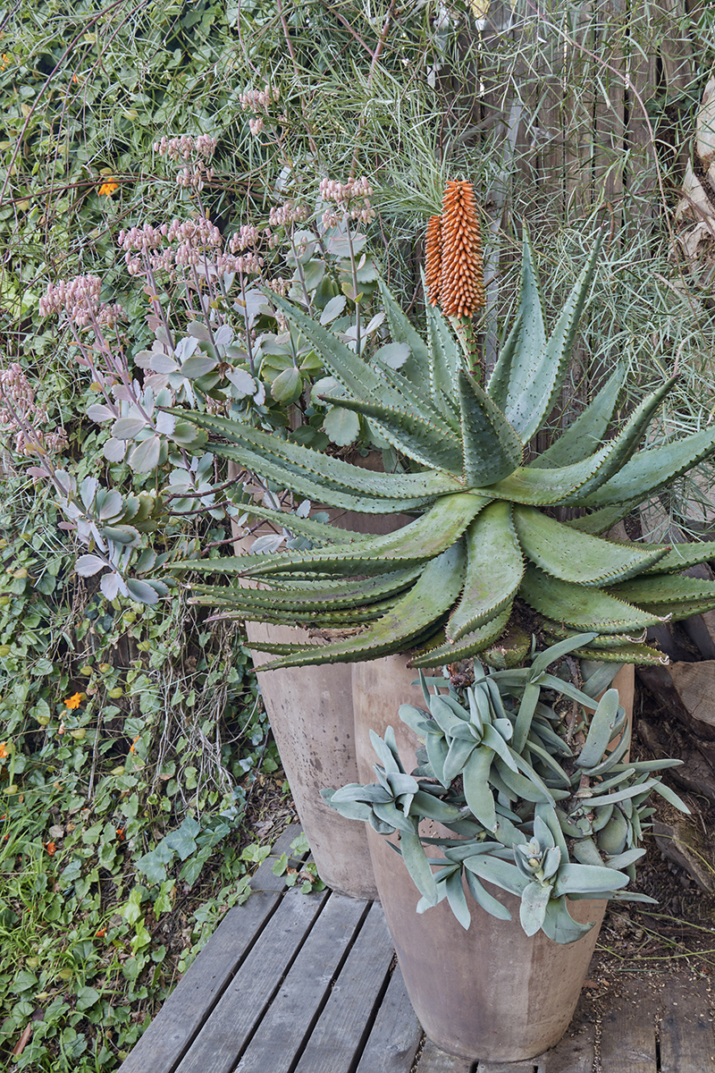 Aloe ferox