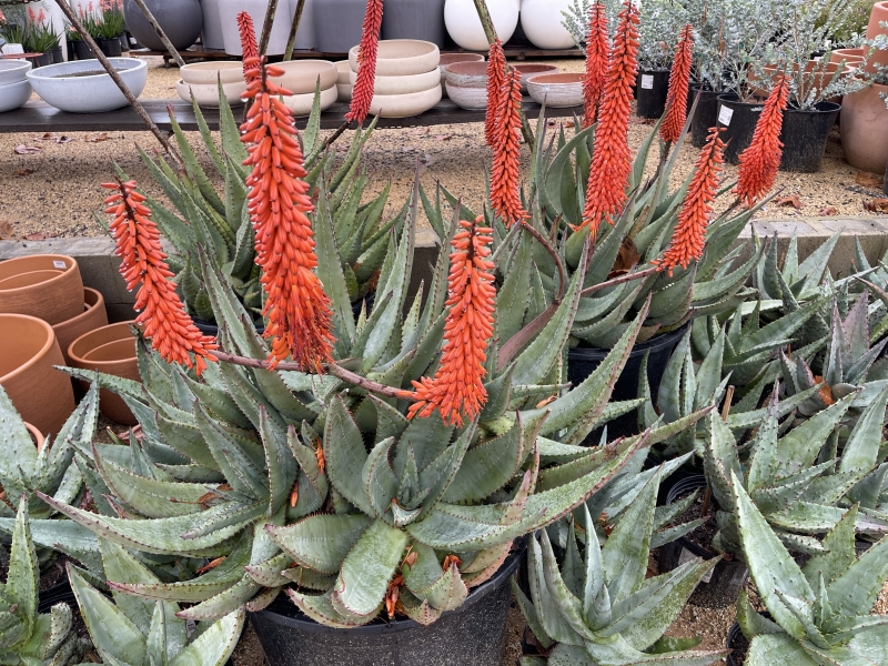 Aloe ferox