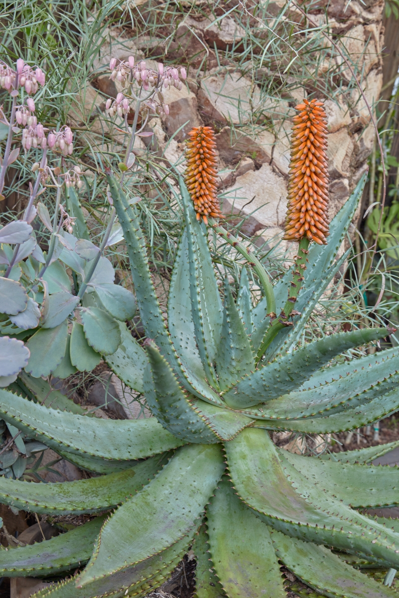 Aloe ferox