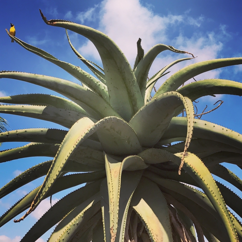 Aloe ferox