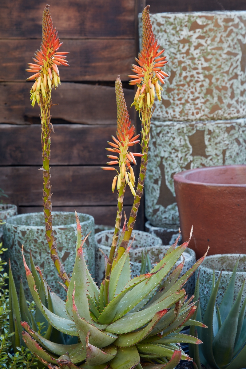 Aloe gariepensis