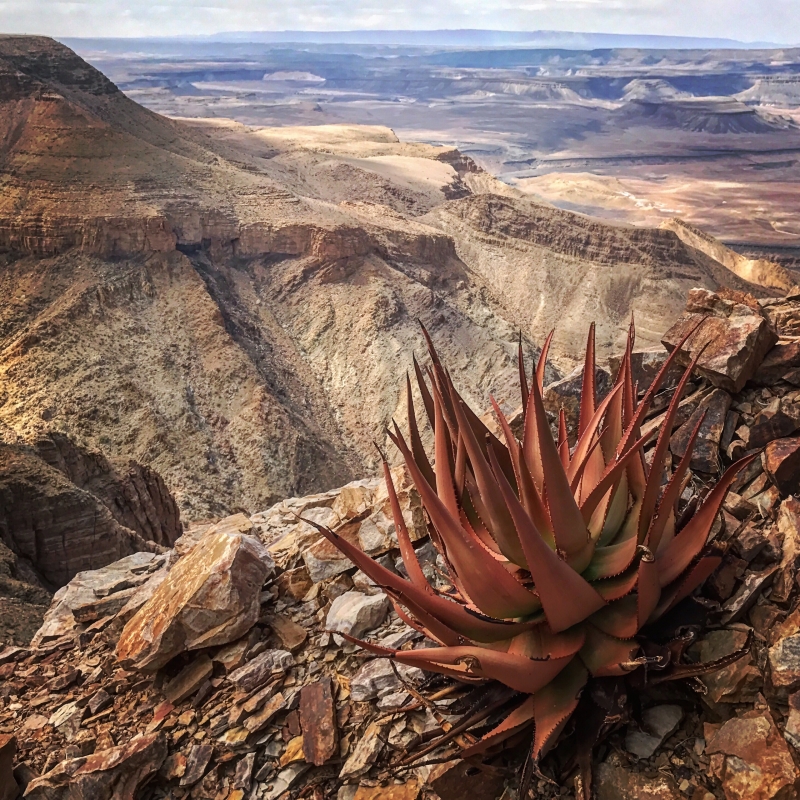 Aloe gariepensis