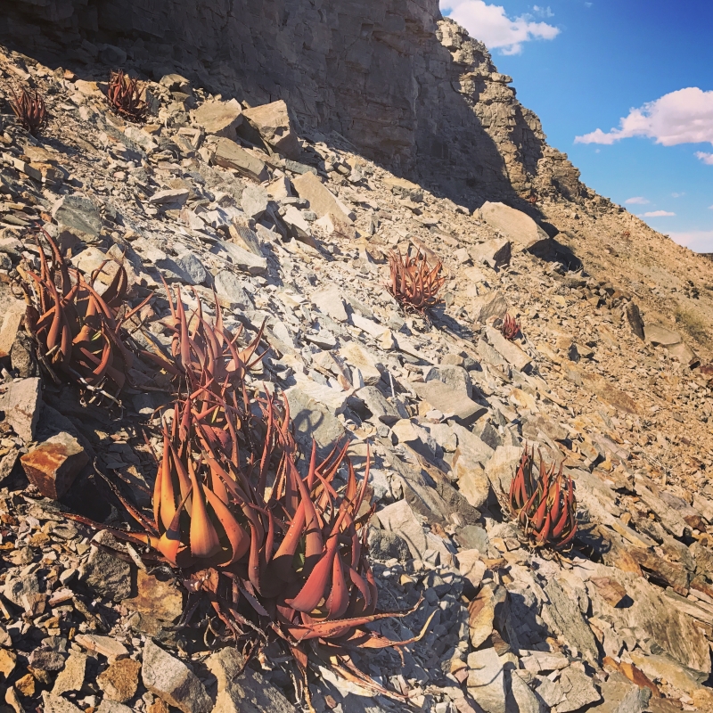 Aloe gariepensis