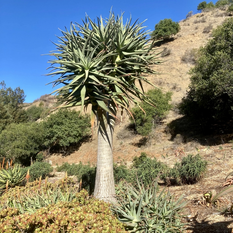 Aloe 'Hercules'