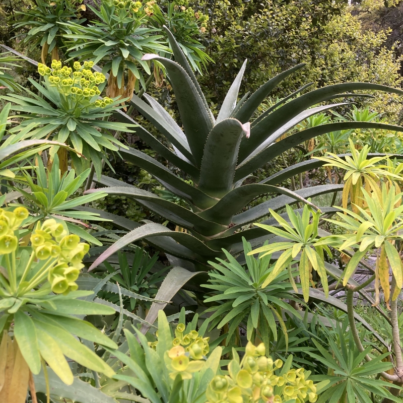 Aloe 'Hercules'