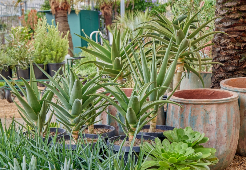 Aloe 'Hercules'