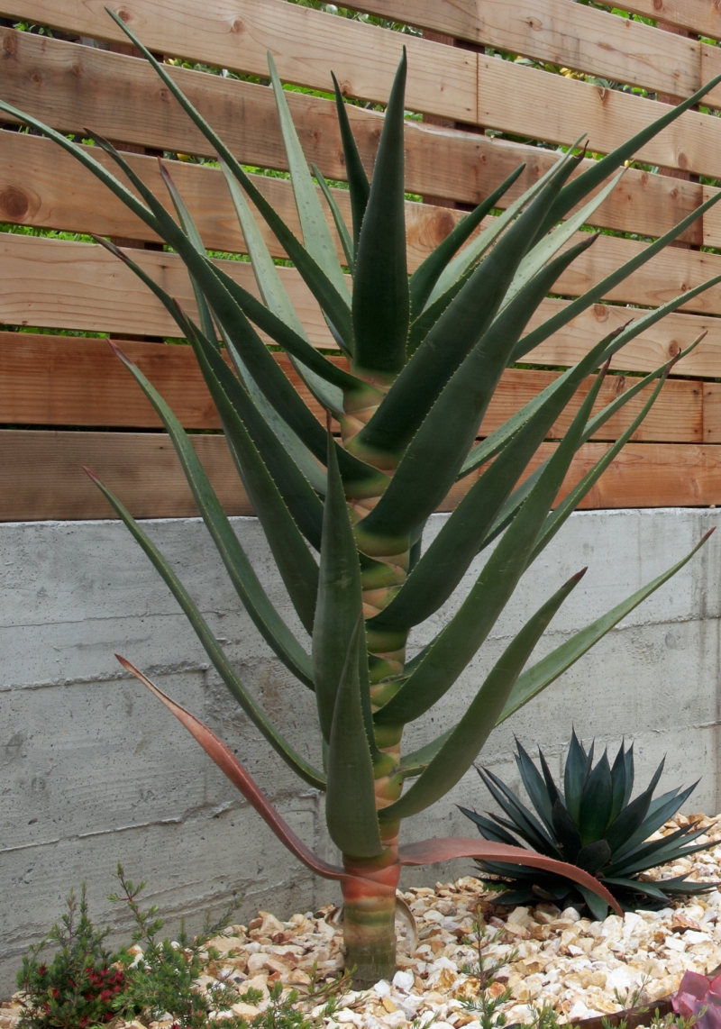 Aloe 'Hercules'