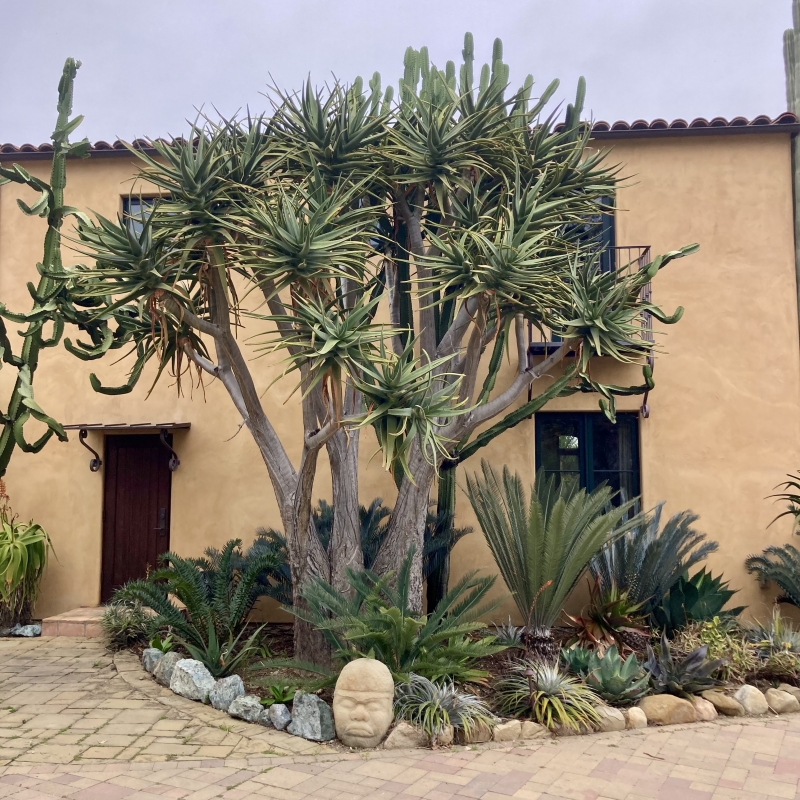 Aloe 'Hercules'