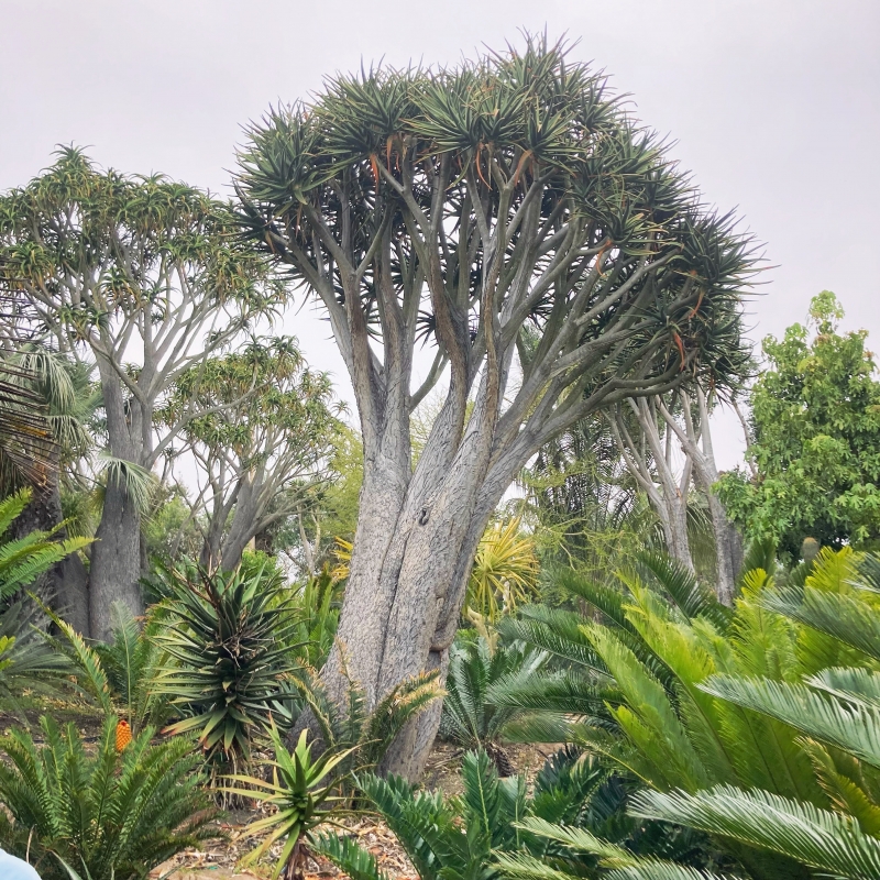 Aloe 'Hercules'