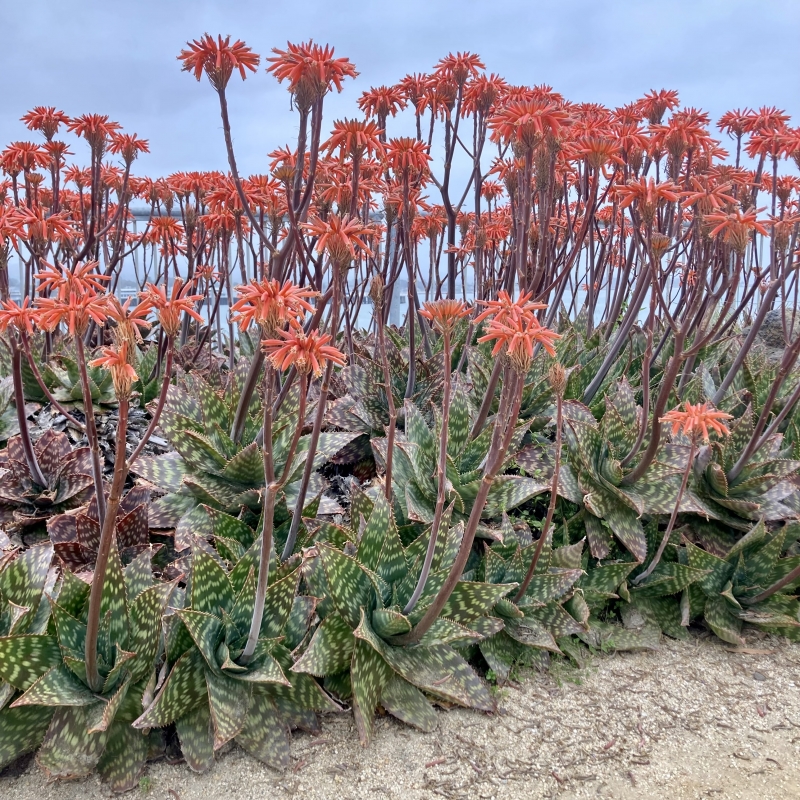 Aloe maculata