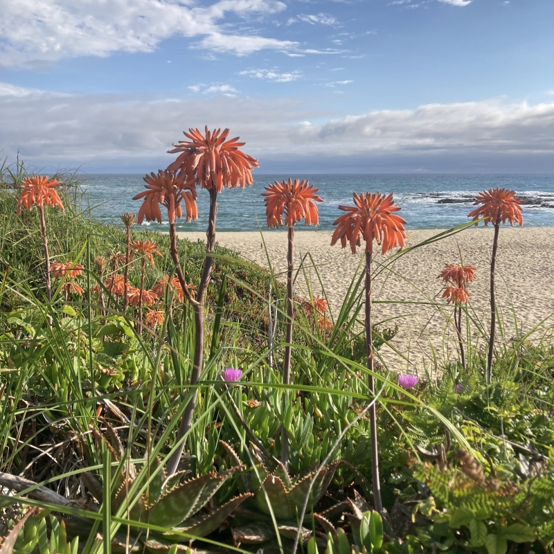 Aloe maculata