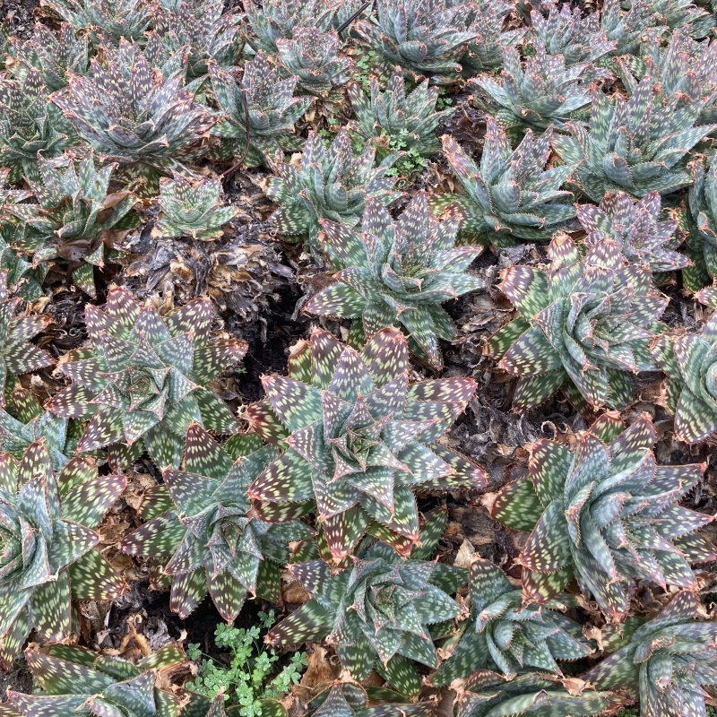 Aloe maculata