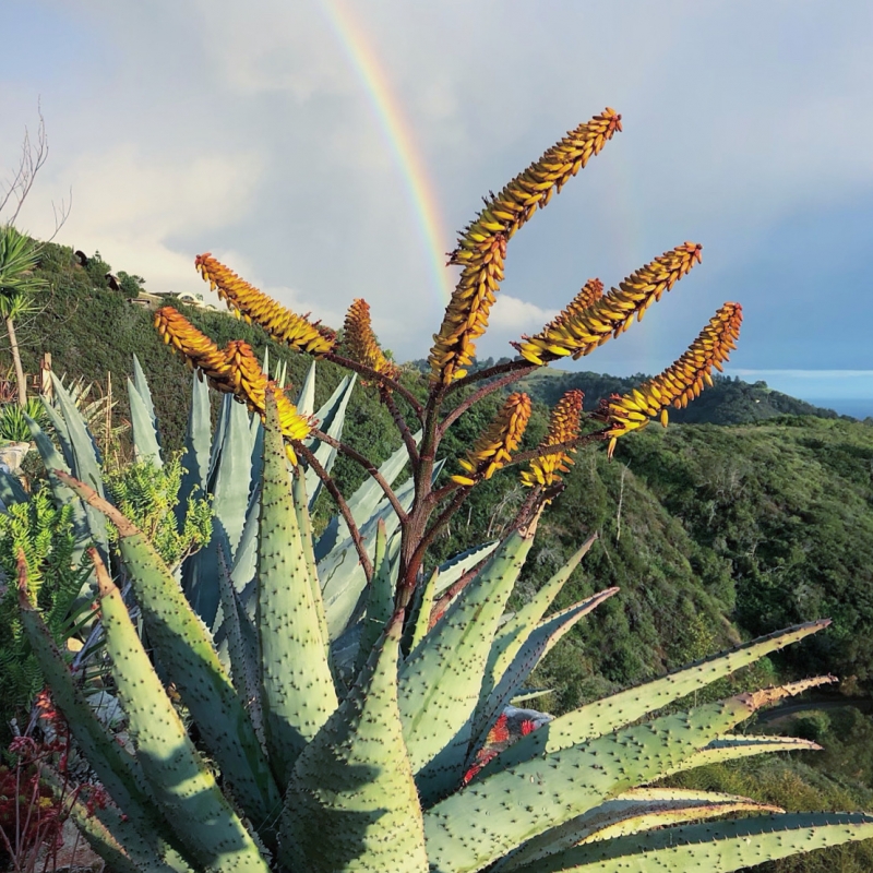 Aloe marlothii