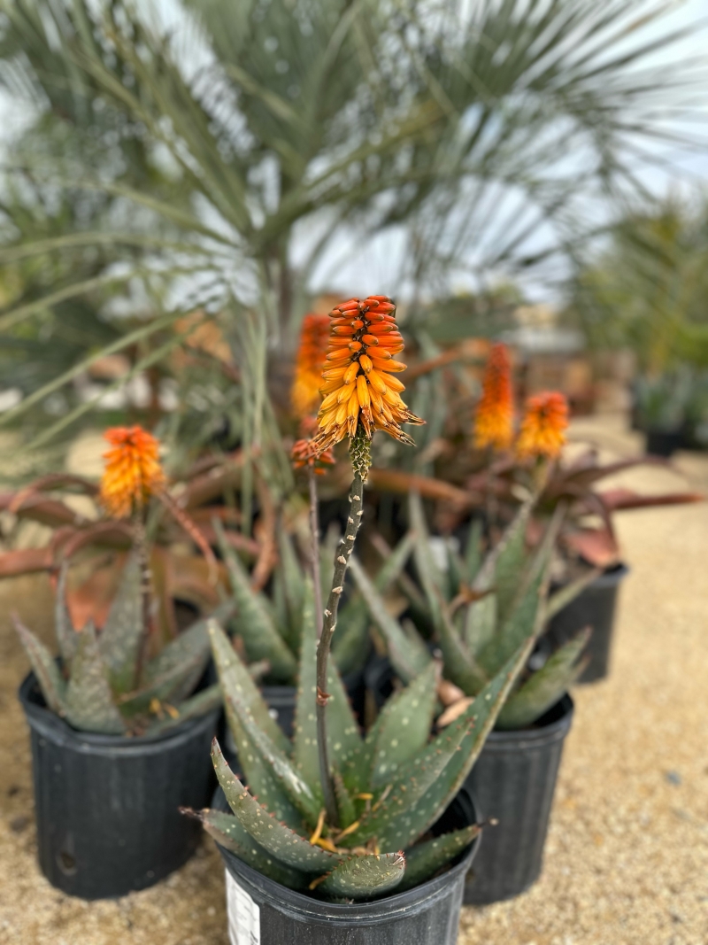 Aloe marlothii x sinkatana