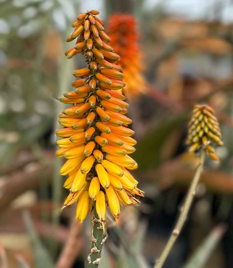 Aloe marlothii x sinkatana