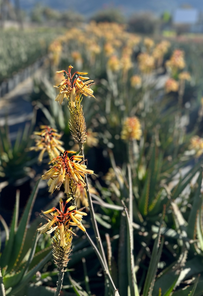 Aloe 'Moonglow'