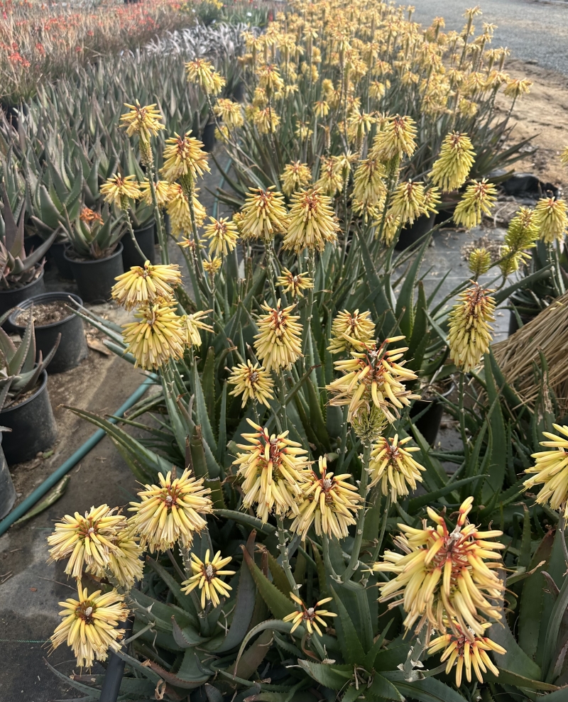 Aloe 'Moonglow'