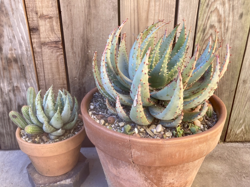 Aloe peglerae