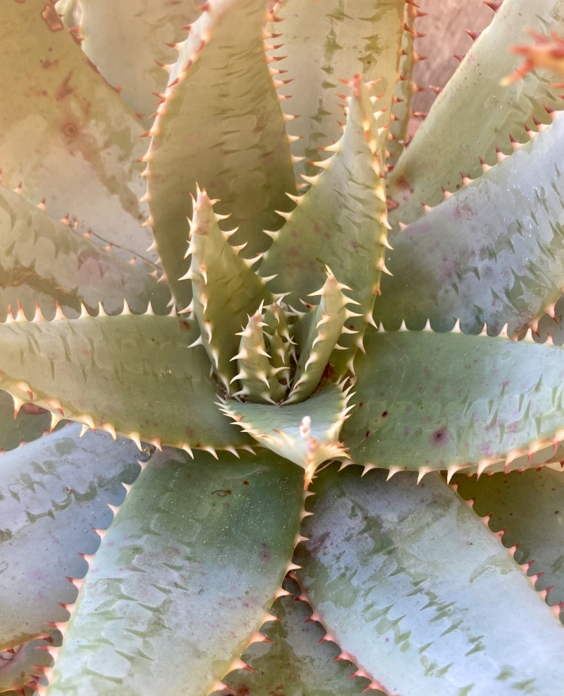 Aloe peglerae