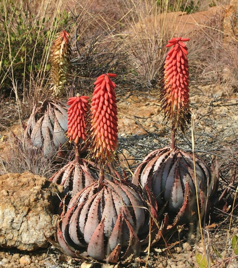 Aloe peglerae