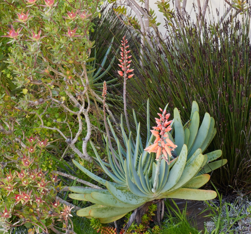 Aloe plicatilis