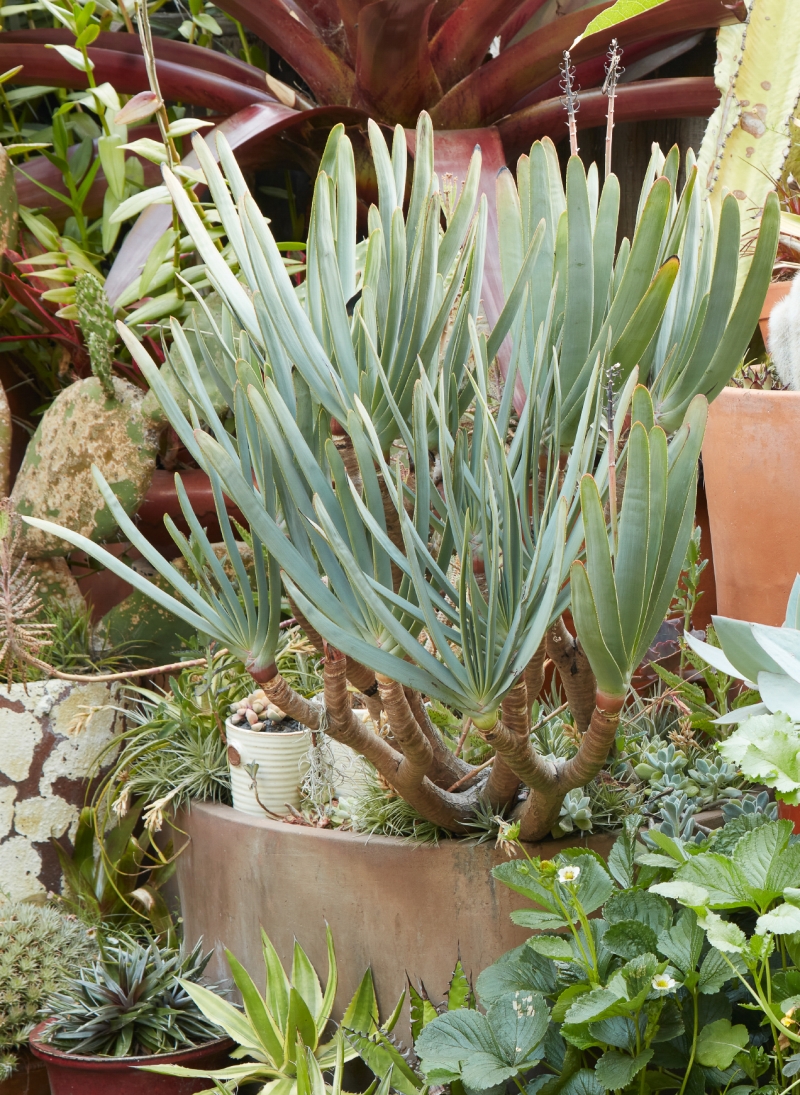 Aloe plicatilis