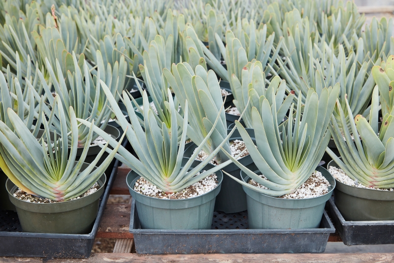 Aloe plicatilis