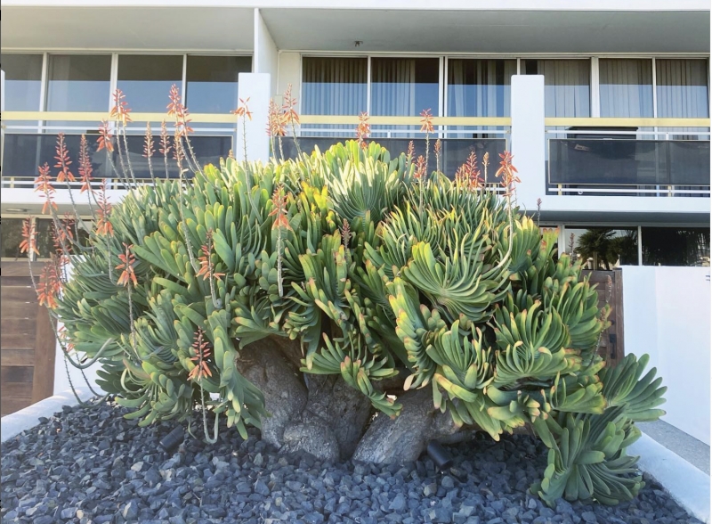 Aloe plicatilis