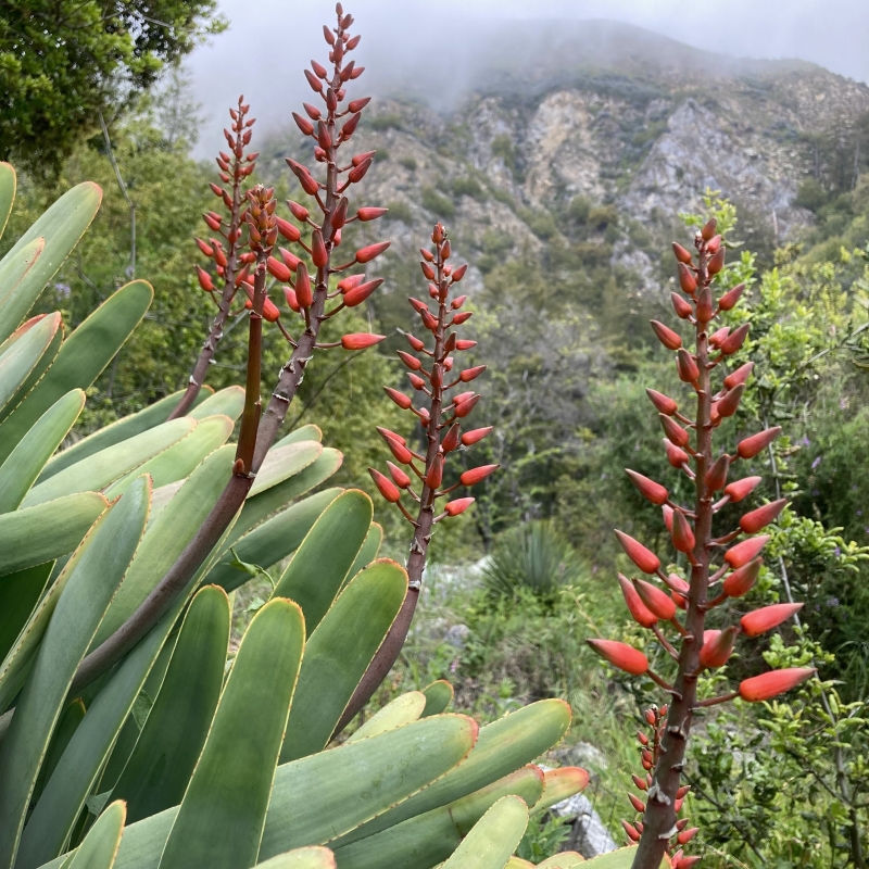 Aloe plicatilis