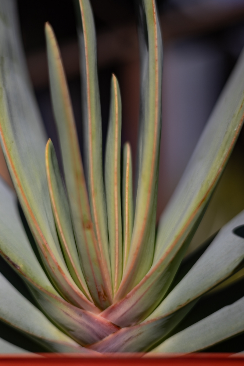 Aloe plicatilis