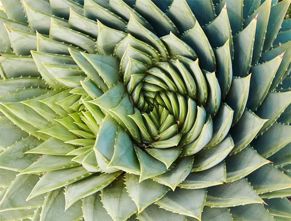 Aloe polyphylla [swirl]